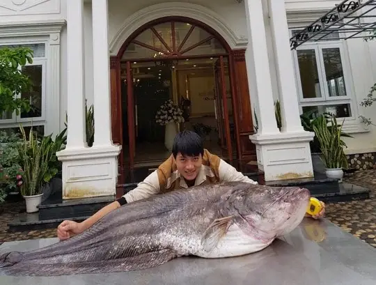 Cá Leo Khổng Lồ: Loài Cá Ăn Thịt Sông Nước Miền Nam Á Cá Leo Khổng Lồ: Loài Cá Ăn Thịt Sông Nước Miền Nam Á