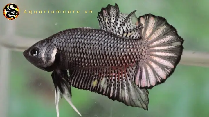 Thức Ăn Tự Làm