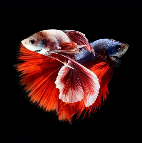 Vũ Điệu Rực Rỡ Của Loài Cá Lia Thia Vũ Điệu Rực Rỡ Của Loài Cá Lia Thia