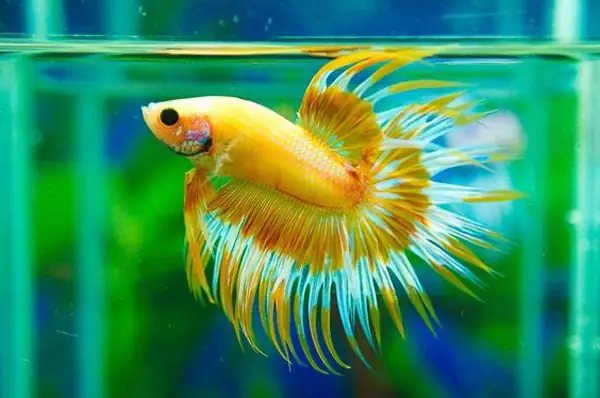 Lưu Ý Khi Nuôi Cá Lia Thia Đồng