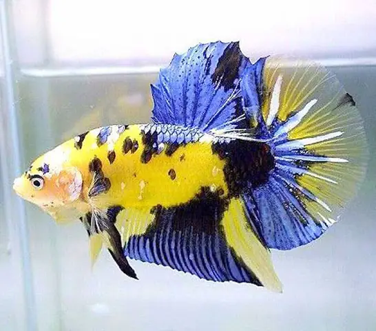 Cá Có Kích Thước Nhỏ