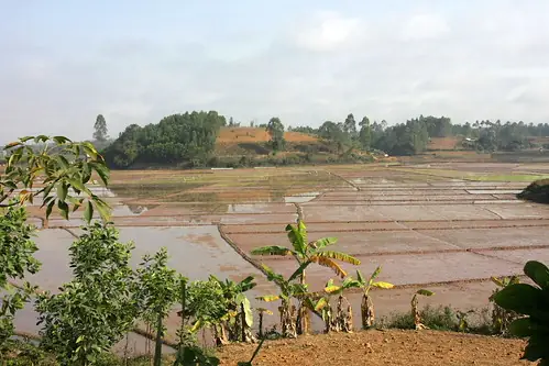 Cá Lia Thia Màu Xanh