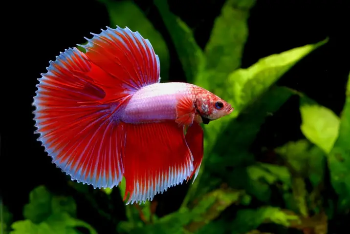 Những Điều Cần Chú Ý Khi Phối Giống Cá Lia Thia Phướng