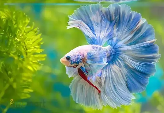 Duy Trì Môi Trường Sống Lý Tưởng