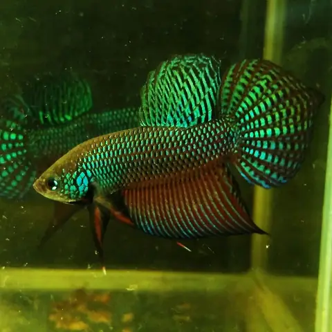 Định Nghĩ Cá Lia Thia Ruộng