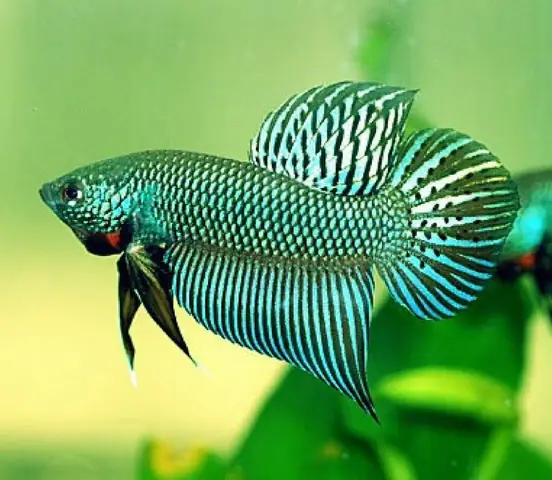 Đặc Điểm Của Cá Xiêm Ruộng