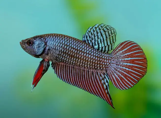 Lưu Ý Khi Nuôi Cá Xiêm Ruộng