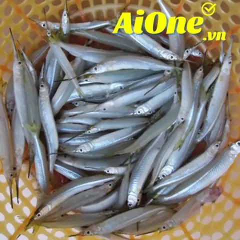 Cá Lìm Kìm Sông Là Gì? Đặc Điểm, Môi Trường Sống Và Giá Trị Kinh Tế