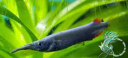 Cá Lìm Kìm Thủy Sinh: Loài Cá Cảnh Độc Đáo Dành Cho Người Mới Bắt Đầu