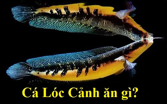 Cá Lóc Ăn Gì? Hướng Dẫn Đầy Đủ Về Thức Ăn & Chế Độ Dinh Dưỡng