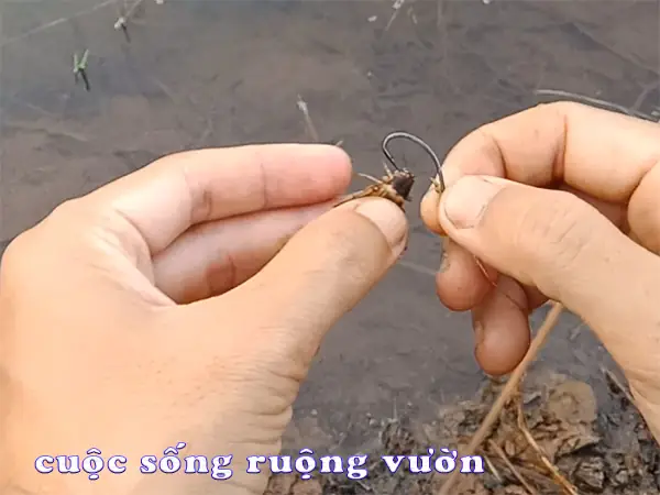 Cá Lóc Ăn Mồi Gì? Hướng Dẫn Chọn Mồi Và Cách Nuôi Cá Lóc Hiệu Quả