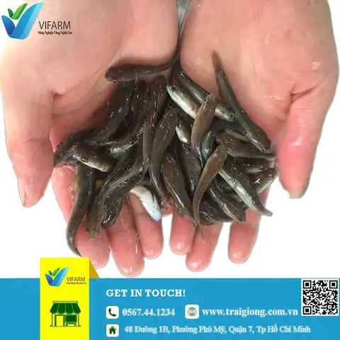 Cá Lóc Bông Giống Cần Giuộc