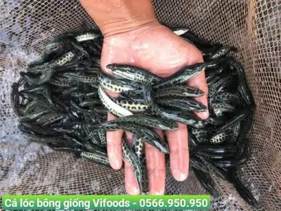 Tổng Hợp Kiến Thức Về Cá Lóc Bông: Từ Đặc Điểm Đến Kỹ Thuật Nuôi Hiệu Quả