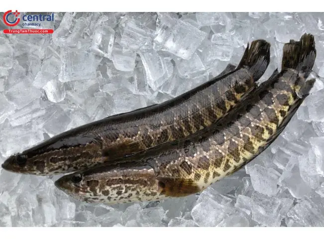 Cá Quả (cá Lóc, Cá Chuối - Ophicephalus Maculatus Lacépède)