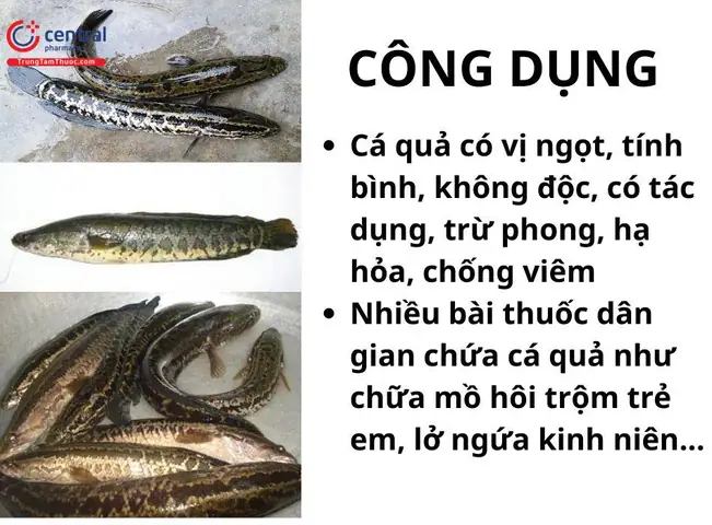 Các Bài Thuốc Có Chứa Cá Quả
