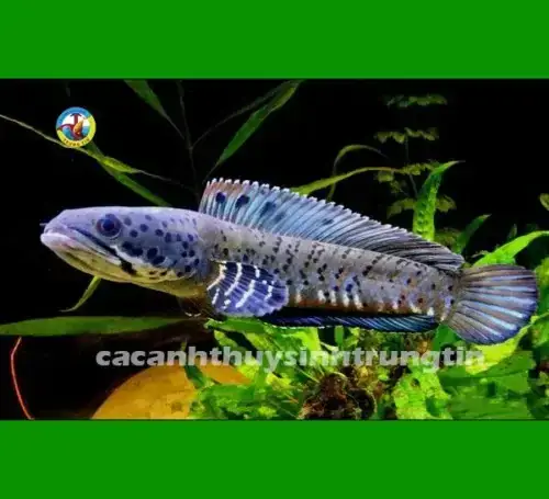 Hướng Dẫn Chi Tiết Cách Lựa Chọn Cá Lóc Cảnh Khỏe Mạnh Và Phù Hợp