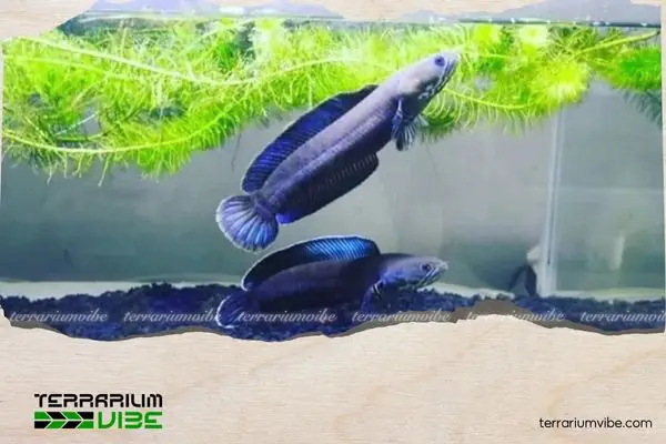 Hướng Dẫn Chăm Sóc Cá Lóc Cầu Vồng Vây Xanh Trong Hệ Sinh Thái Terrarium Hoặc Bể Cá