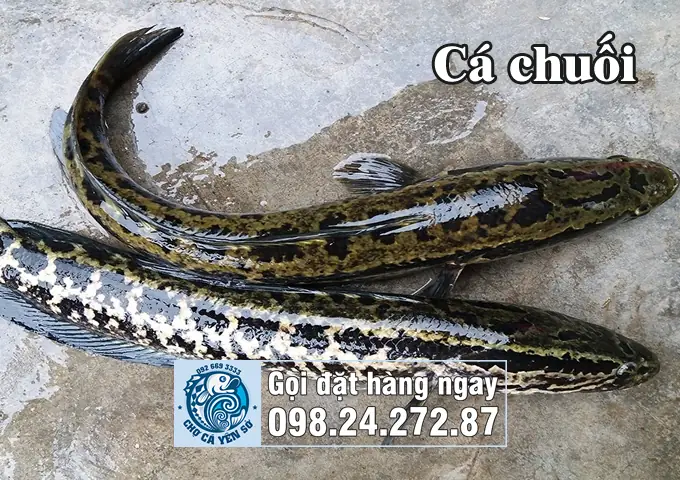 Cá Lóc Con Gọi Là Gì? Tổng Quan Về Tên Gọi, Đặc Điểm Và Ý Nghĩa