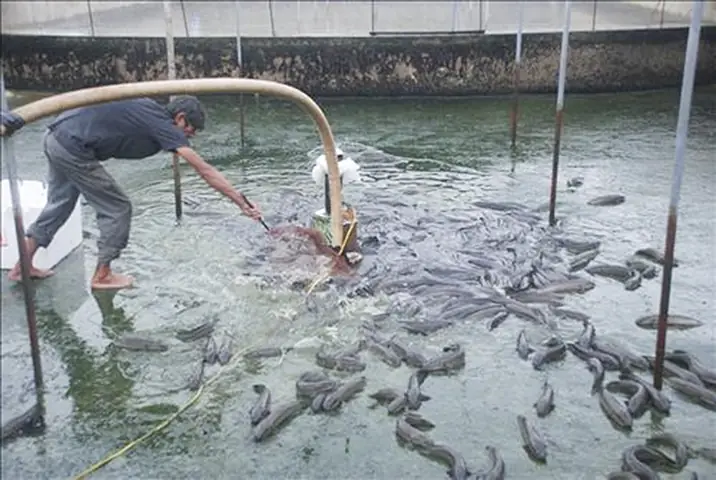 Nuôi Cá Lóc Đầu Nhím Ở Bể Xi Măng, Thu Hàng Trăm Triệu