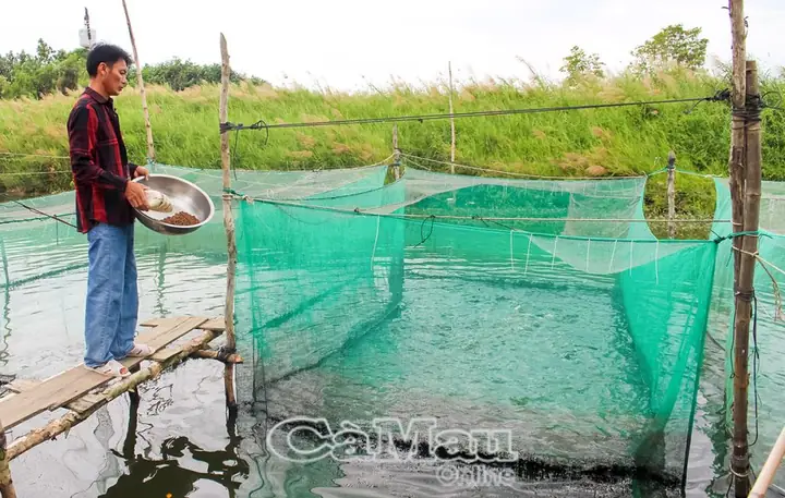 Những Năm Gần Đây, Nhiều Hộ Dân Ở Xã Khánh Bình Tây Bắc, Huyện Trần Văn Thời Phát Triển Mô Hình Nuôi Cá Lóc Đầu Vuông Thương Phẩm Trong Dèo Lưới. Cách Thức Nuôi Khá Đơn Giản Nhưng Mang Lại Hiệu Quả Kinh Tế Cao.