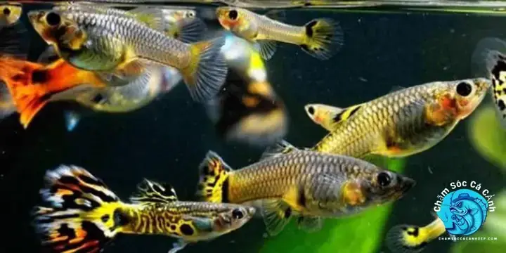Quá Trình Sinh Sản Của Cá Lóc Diễn Ra Như Thế Nào?