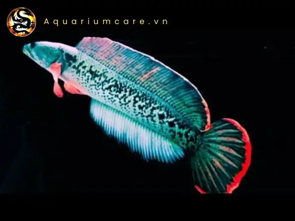 Chọn Giống Cá Lóc Đuôi Đỏ