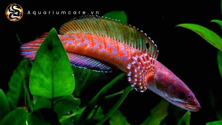 Địa Chỉ Bán Cá Lóc Đuôi Đỏ Giống
