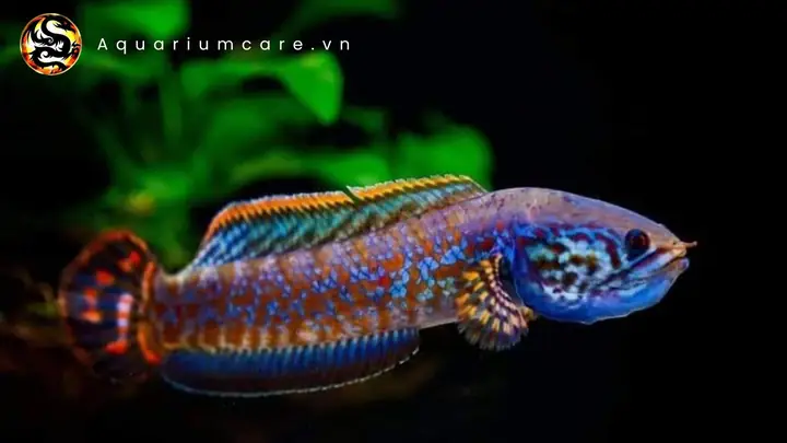 Bảo Vệ Nguồn Lợi Cá Lóc Đuôi Đỏ