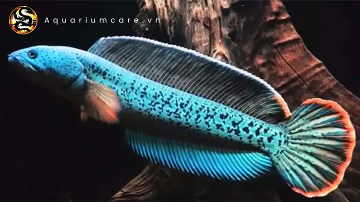 Kỹ Thuật Nuôi Cá Lóc Đuôi Đỏ Trong Ao