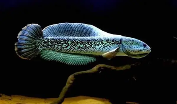 Cá Lóc Hoàng Đế Đỏ