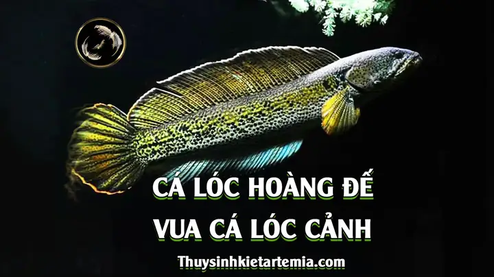 Cách Bảo Quản Cá Lóc Hoàng Đế
