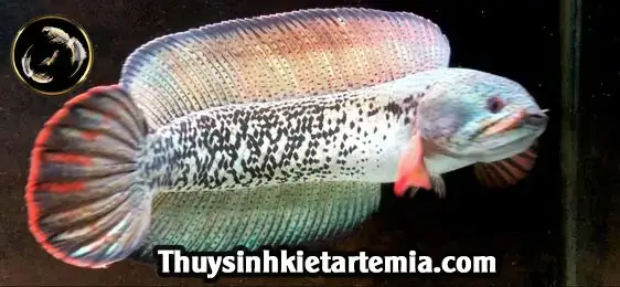 Yếu Tố Ảnh Hưởng Đến Giá Cá Lóc Hoàng Đế