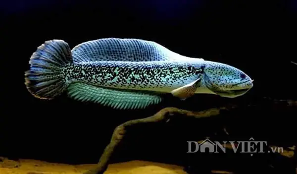 Kinh Nghiệm Mua Cá Lóc Hoàng Đế