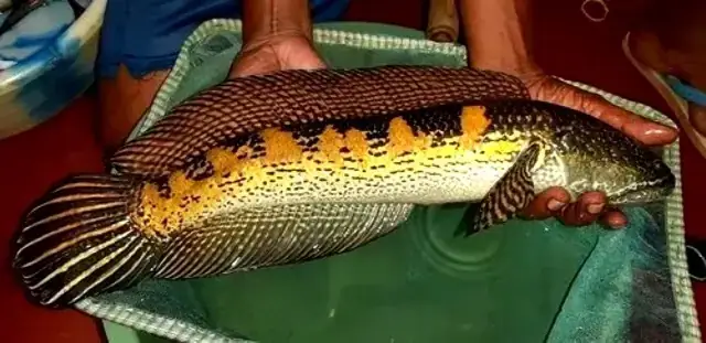 Tổng Quan Về Cá Lóc Hoàng Hậu (channa Barca)