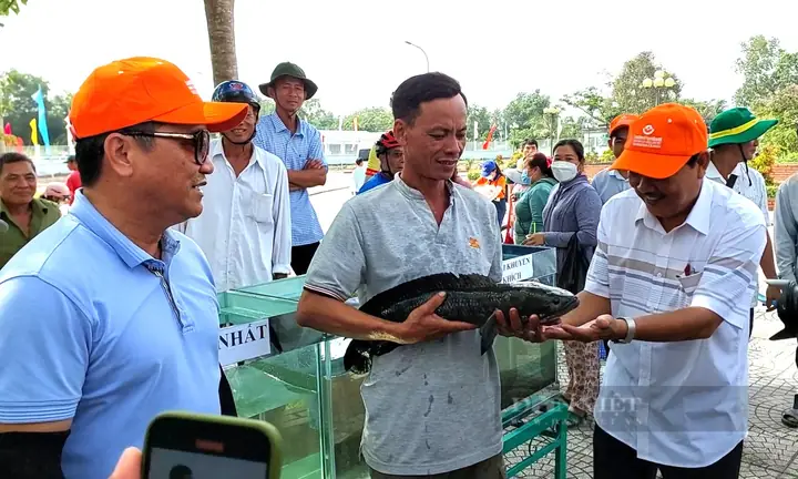 Clip Hội Thi Con Cá Lóc Đồng To Nhất Nặng Gần 3kg. Clip: Nq.