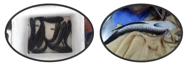 Cá Lóc Môi Trề