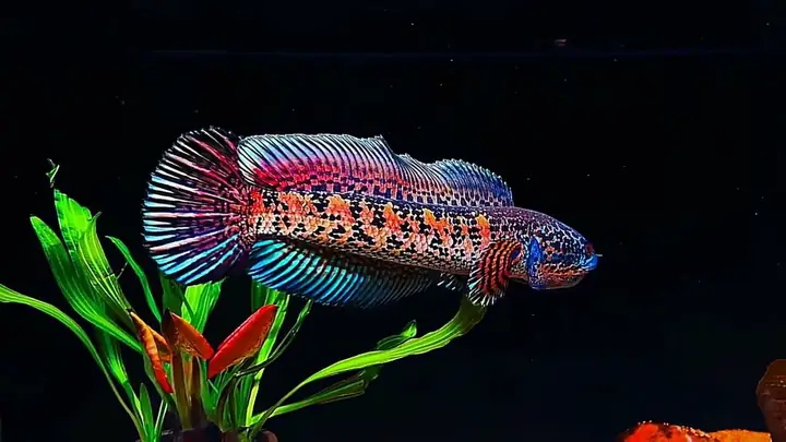 Nuôi Dưỡng