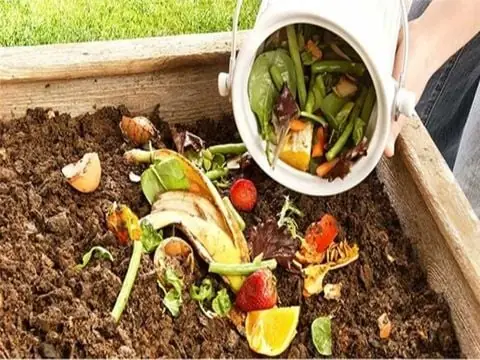 Hướng Dẫn Cách Nuôi Ếch Trên Cạn Tiết Kiệm Cho Nông Dân