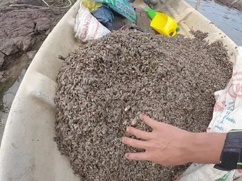Thức Ăn Của Tôm Là Gì? Các Loại Thức Ăn Cho Tôm Và Cách Lựa Chọn Phù Hợp