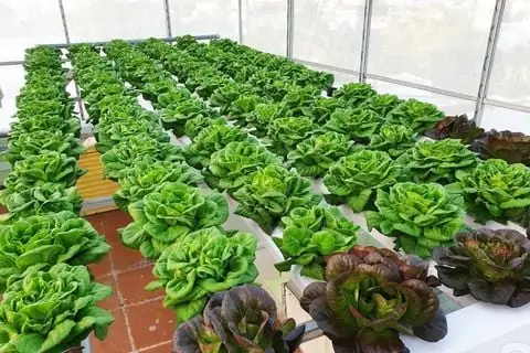 Chế Phẩm Vi Sinh Em Xử Lý Mùi Hôi Chuồng Trại