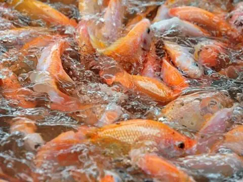 Kỹ Thuật Nuôi Cá Quả Miền Bắc: Quy Trình Và Phương Pháp Cho Người Mới