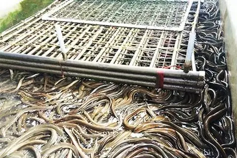 Chế Phẩm Em Giúp Cải Thiện Tiêu Hóa Trong Nuôi Cá Trê