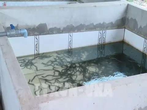 Kỹ Thuật Nuôi Cá Diêu Hồng Sống Hiệu Quả Từ Ao Nuôi Đến Thu Hoạch