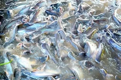 Sinh Em Và Vai Trò Trong Hệ Thống Nuôi Tuần Hoàn Thủy Sản