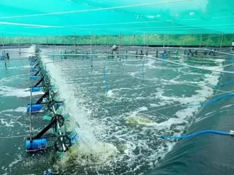 Cách Nuôi Ốc Hương Chi Tiết Từ A-z Cho Người Mới Bắt Đầu