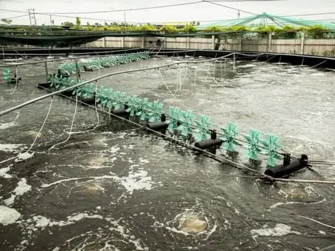 Tôm Thẻ Chân Trắng Là Gì? Đặc Điểm, Lợi Ích & Giải Pháp Nuôi Hiệu Quả