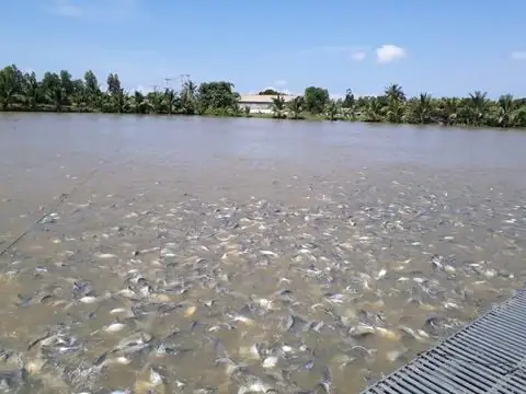 Phân Tích Hiệu Quả Vi Sinh Em Trong Xử Lý Nước Nuôi Thủy Sản