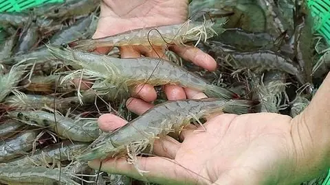 Vai Trò Vi Sinh Em Trong Cải Tạo Đáy Ao Nuôi Cá
