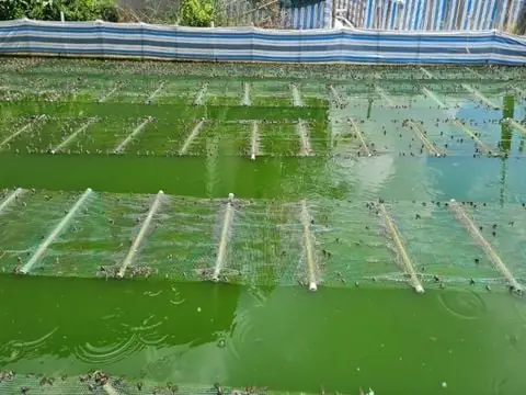 Kỹ Thuật Nuôi Cá Tra Giống: Hướng Dẫn Cho Người Mới Bắt Đầu