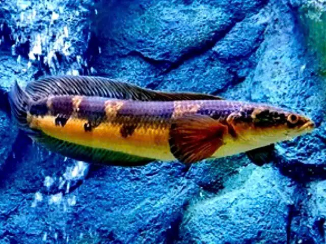 Tuân Thủ Thời Gian Điều Trị